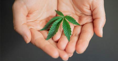 Sativa vs. Indica – Vše, co víme