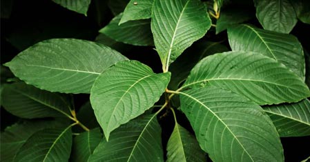 Velkoobchod kratomu: kvalitní kratom pro kamenné prodejny a e-shopy