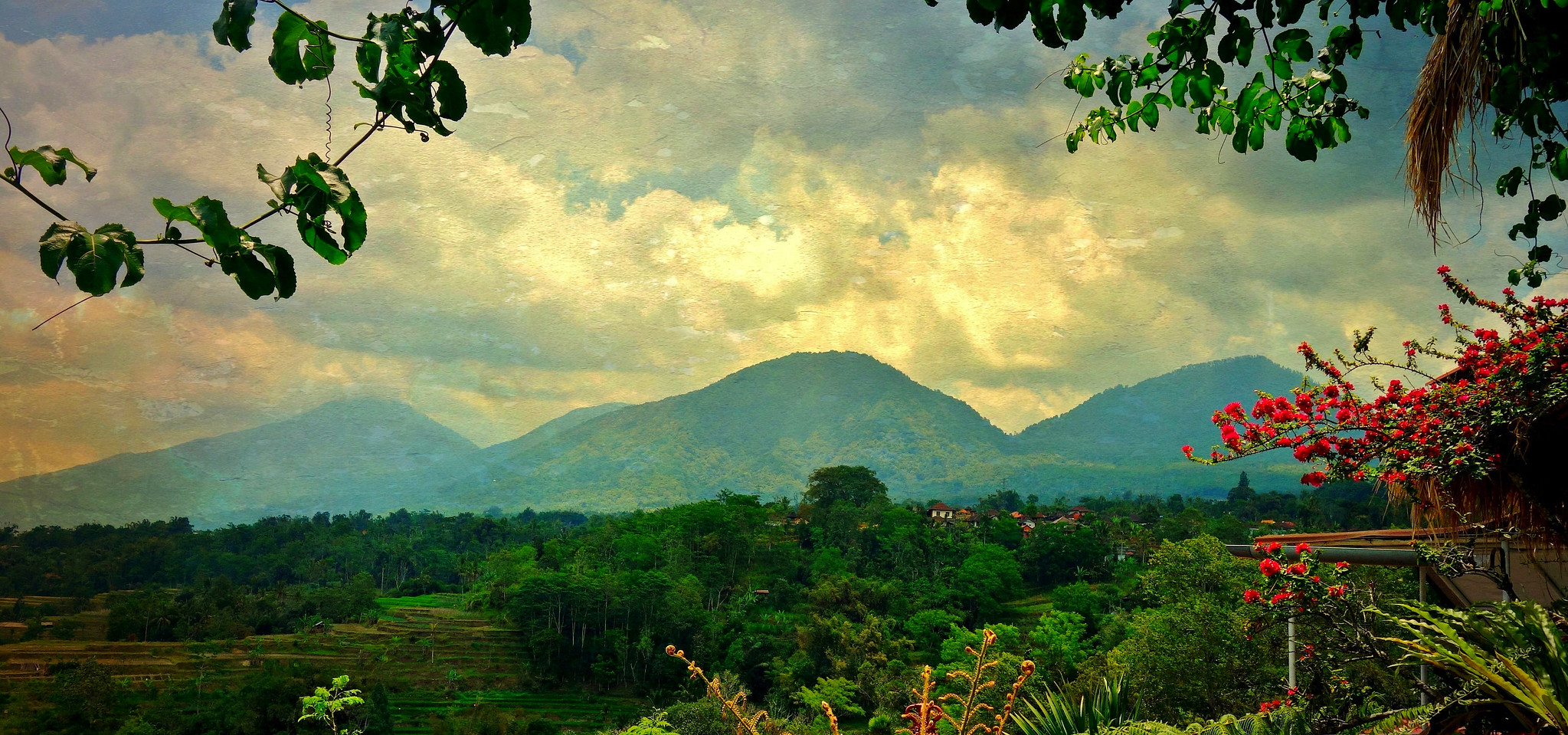 Bali Forest