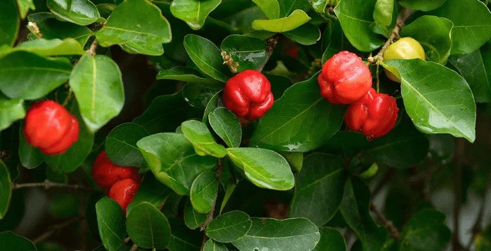 Acerola, Přírodní Vitamín C
