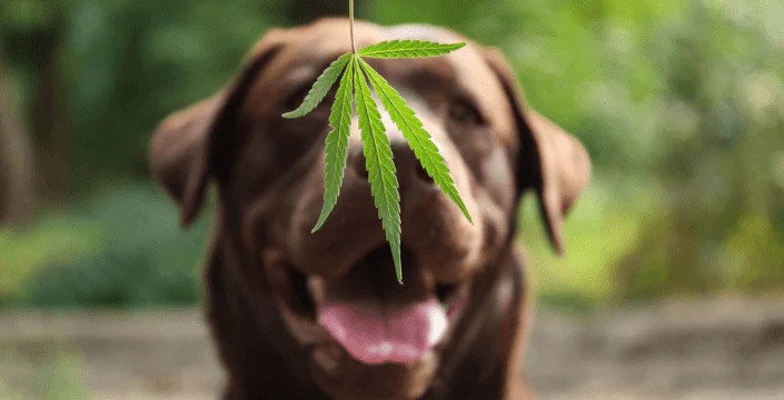 CBD a jeho účinky na Vaše domácí mazlíčky