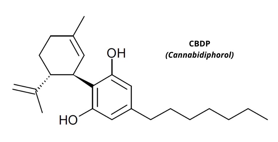 CBDP Cannabidiphorol kanabinoid co to je a jeho účinky