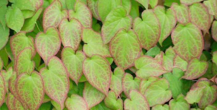 Horny Goat a její přínosy pro lidské tělo