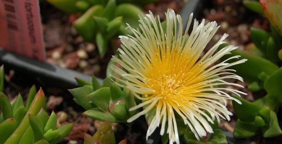 Sceletium tortuosum neboli Kanna – Unikátní Vlastnosti pro Vaše zdraví a pohodu