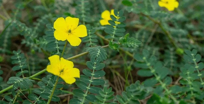 Co je to Kotvičník Tribulus Terrestris a jaké jsou jeho přínosy?