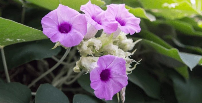 Baby Hawaiian Woodrose: Tajemství liany se semínky šepotajícími O starobylé moudrosti