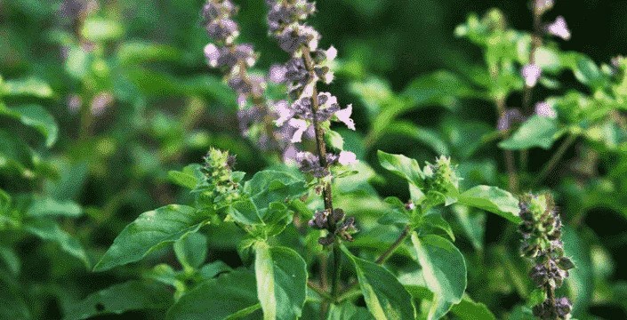 Tulsi Bazalka – posvátná bylina proti stresu