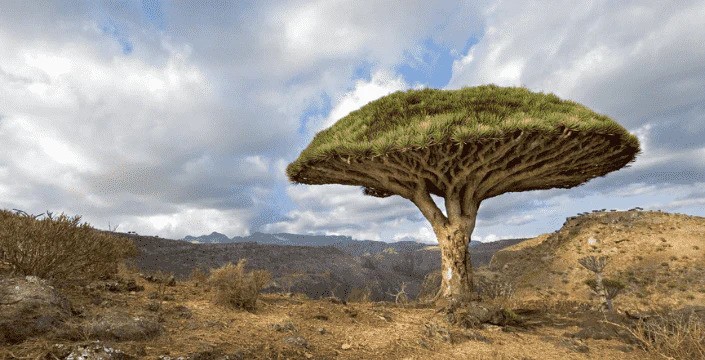 Dračí krev - Co to je a jaké jsou její účinky?