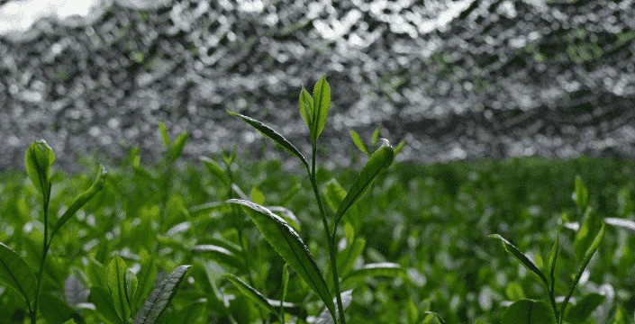 Gyokuro Superior: Japonský čaj pro vaše zdraví