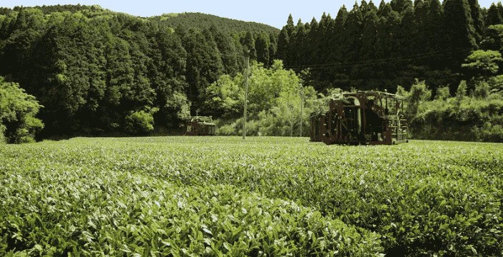 Houjicha: Ovocný a chutný Čaj s Mnoha Přínosy