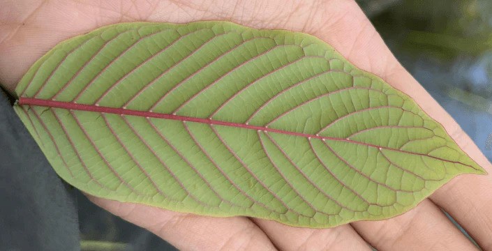 Kratom - Původ a jeho zpracování