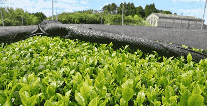 Sencha - nejlepší a nejzdravější čaj světa!