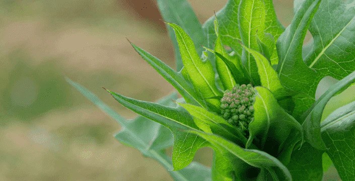 Wild Lettuce – trochu jiný salát