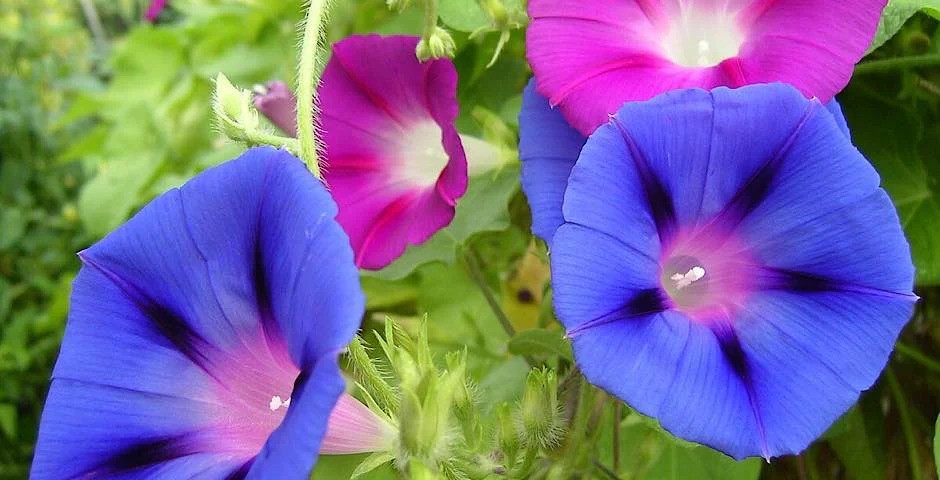 Morning Glory: Krása a léčivá síla Ipomoea purpurea