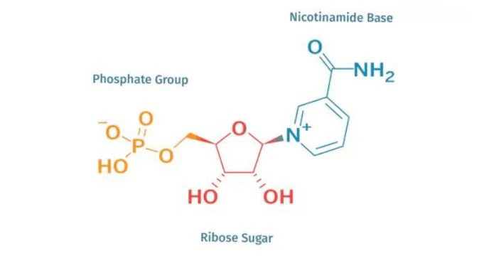 NMN  - molekula zpomalující stárnutí