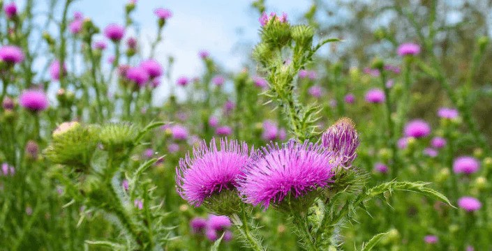 Ostropestřec mariánský – nejen pro zdravá játra