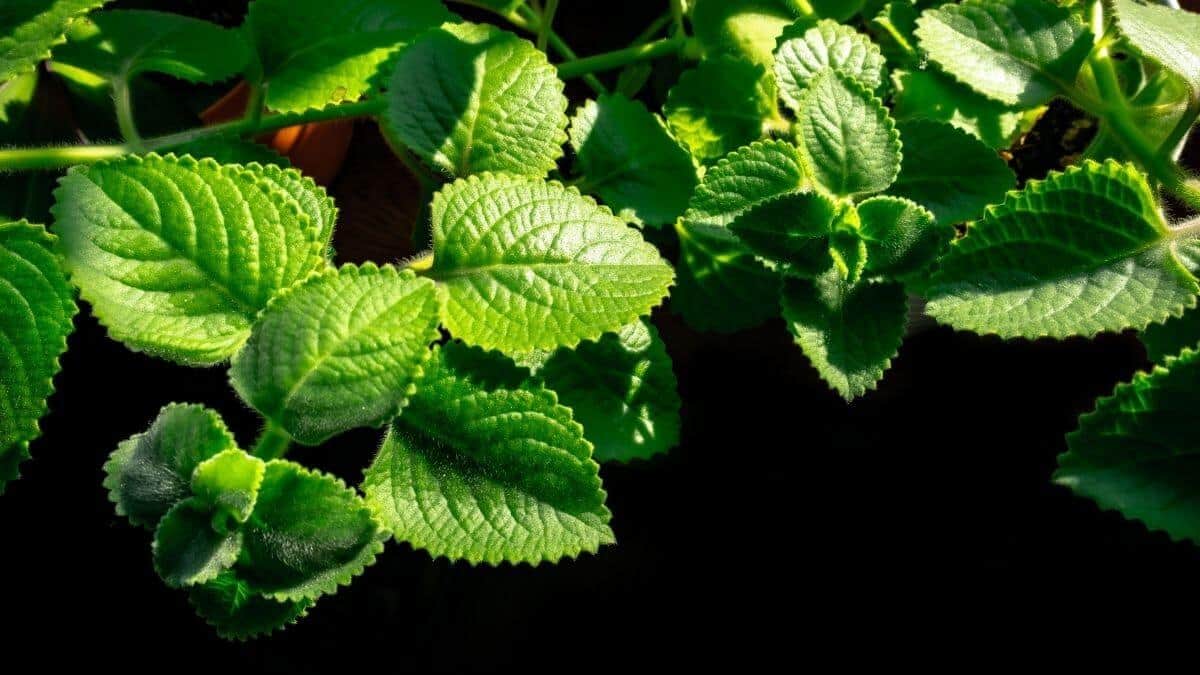 Rýmovník, jaký je ten správný?