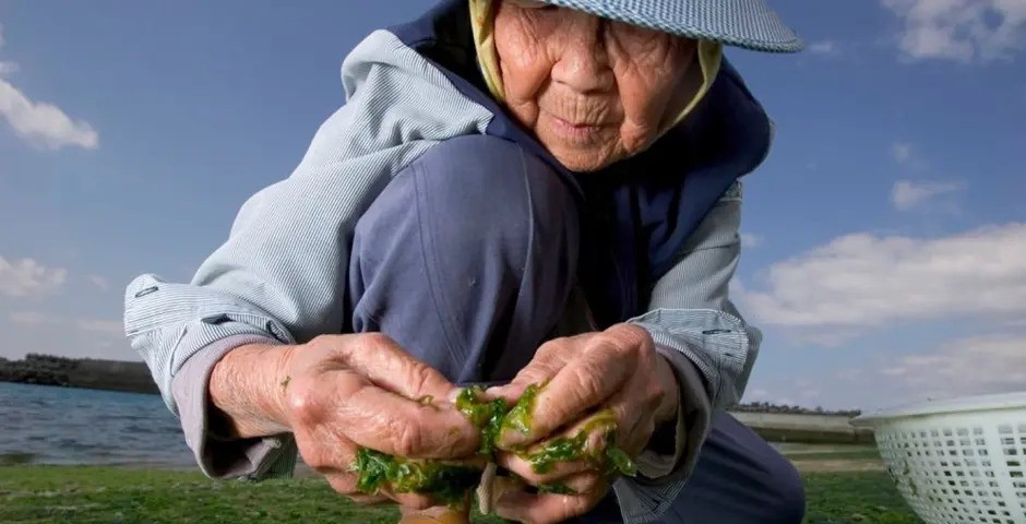 Turmeric - Kurkuma: Tajemství dlouhověkosti japonců odhaleno