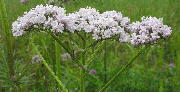 Kozlík lékařský - uklidněte svou mysl a tělo