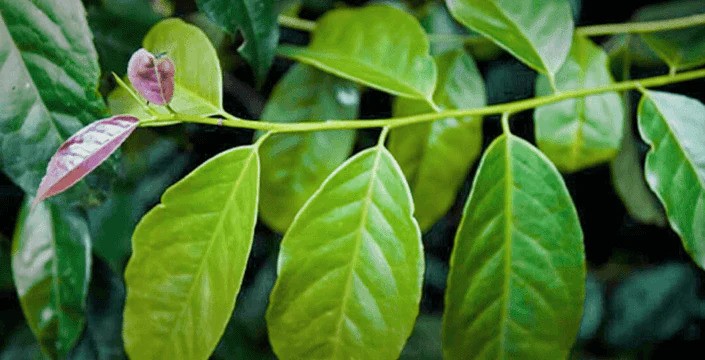 Wayusa neboli Guayusa, její účinky, příprava a původ