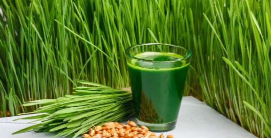 Mladá pšenice: Jaké jsou její zdravotní přínosy a jak užíváme Wheat grass
