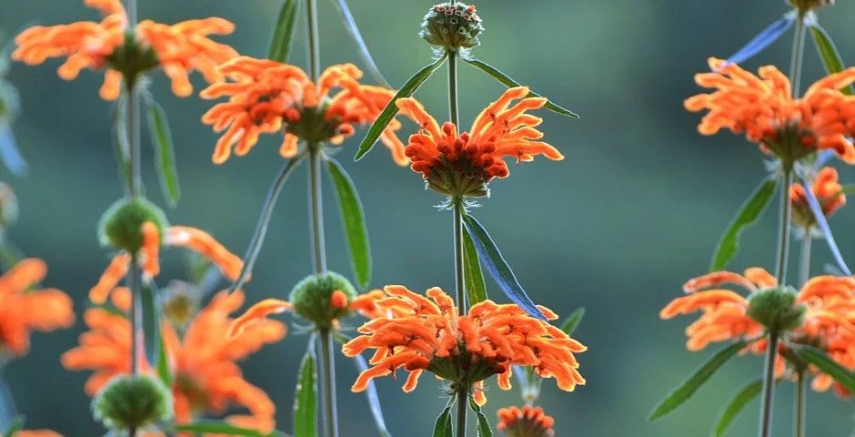 Leonotis Leonurus či Wild Dagga: Tajemství afrického lva ve světě bylin