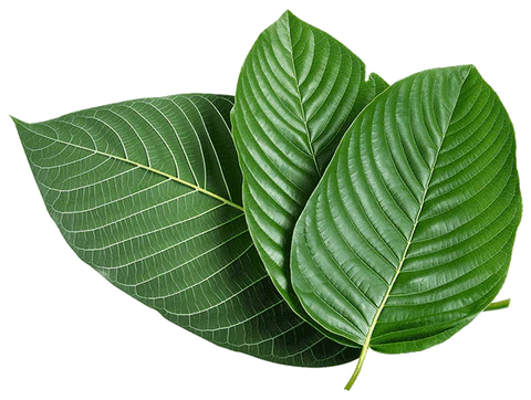 Kratom World Účinky Kratomu Co dělá Kratom Dávkování Kratomu Je to dobrůtka