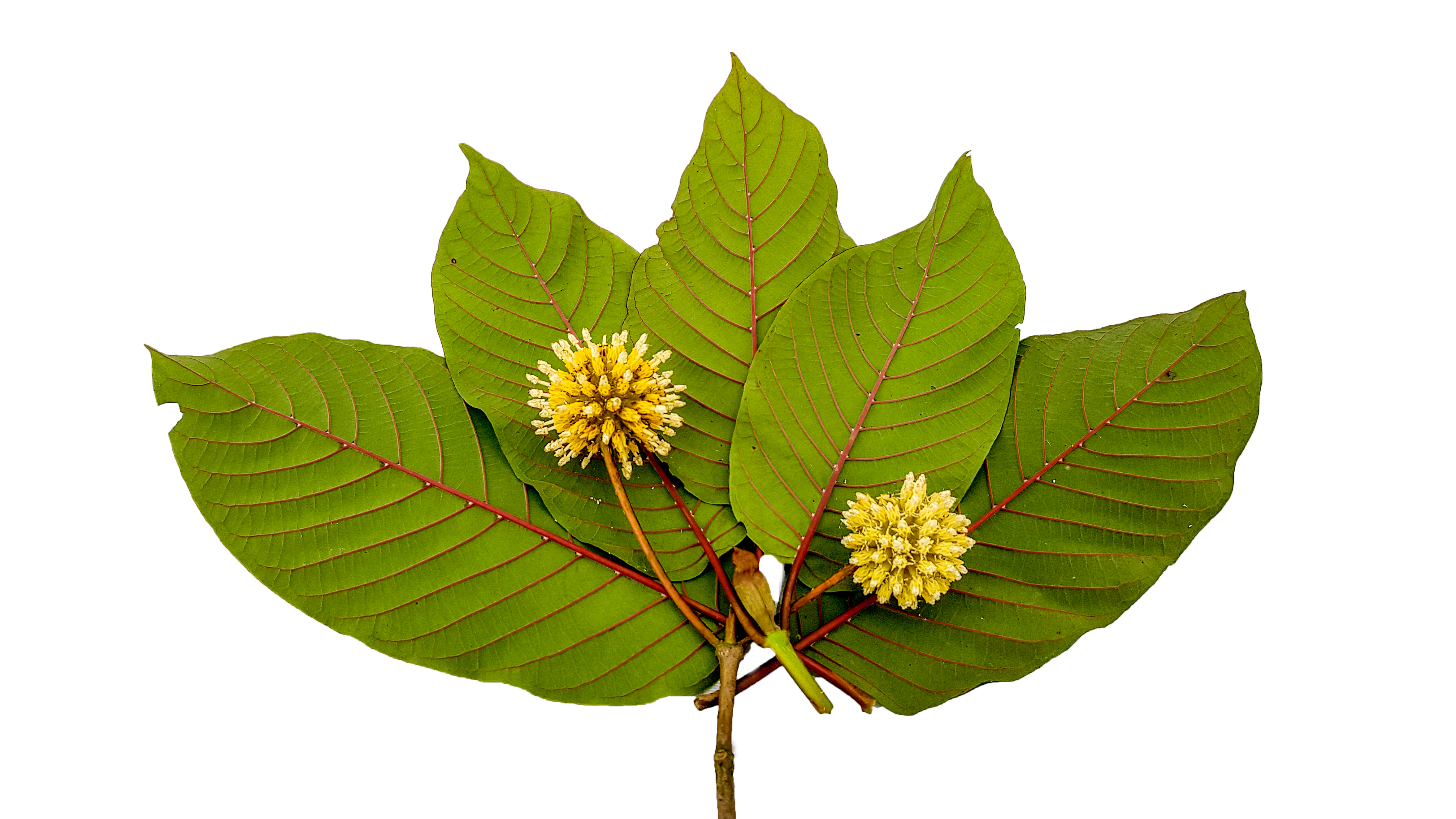 Kratom_leaves