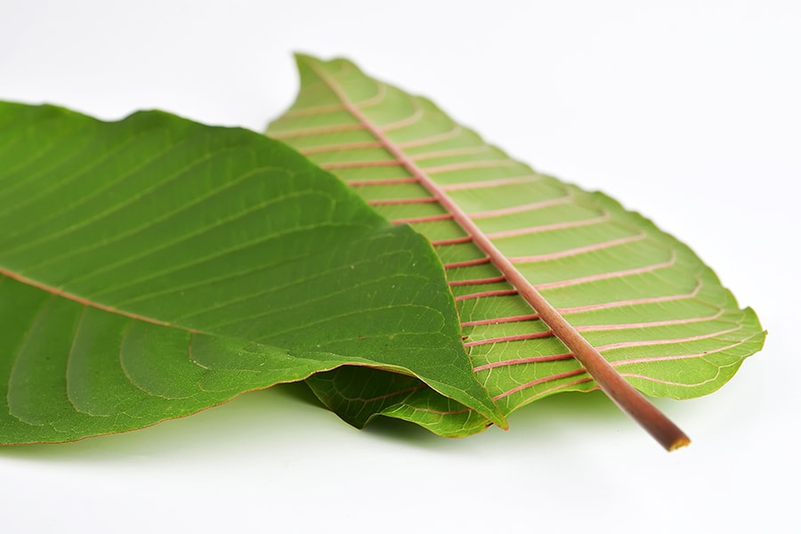 red-vein