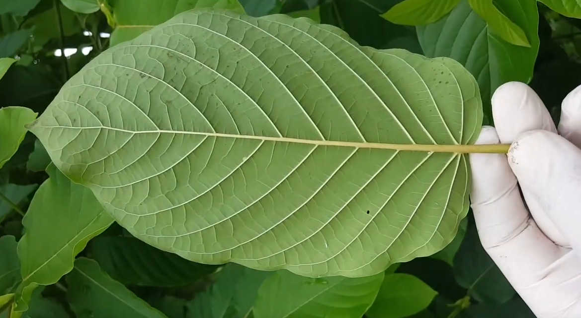 white-vein