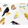 Samolepky - Sada Ptáčci 4 ks