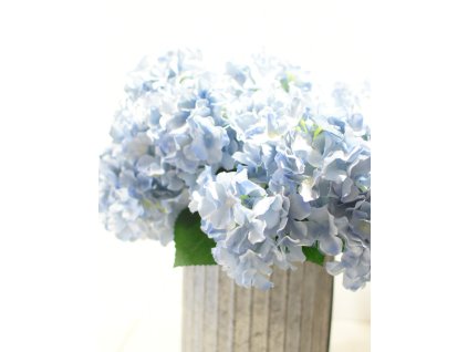 Bledě modrý trs hortenzií