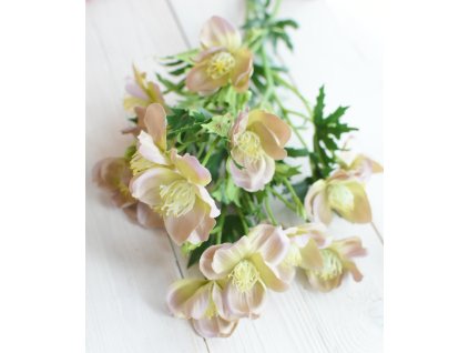 Čemeřice - barevná