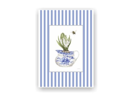 obrazek web hyacint pasparta