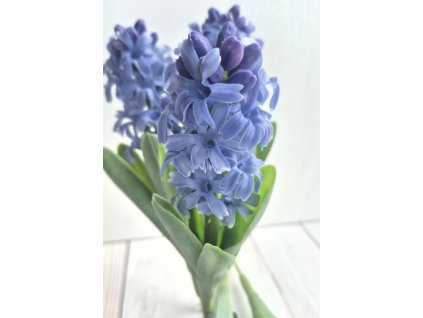 Hyacint - modrý