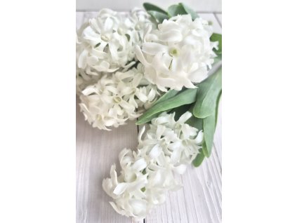 Hyacint - bílý