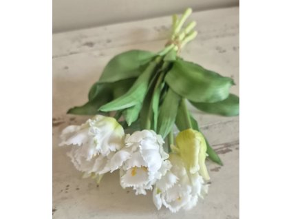 Tulipány - bílé papouškovité