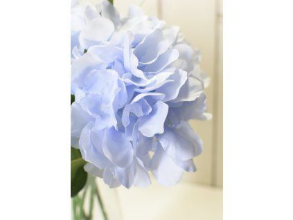 Hortenzie bledě modrá