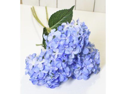 Modrá hortenzie - velká