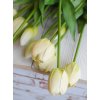 Tulipány - bílé