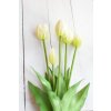 Tulipány - bílé