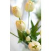 Tulipány - bílé