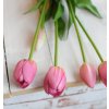 Tulipány - růžové