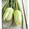 Tulipány - bílo-zelené 3ks