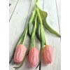 Tulipány - světle růžové 3ks