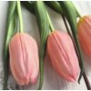 Tulipány - světle růžové 3ks
