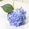 Modrá hortenzie - dlouhá
