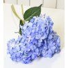 Modrá hortenzie - velká