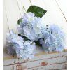 Hortenzie bledě modrá