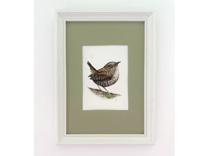 Originál - Střízlík obecný